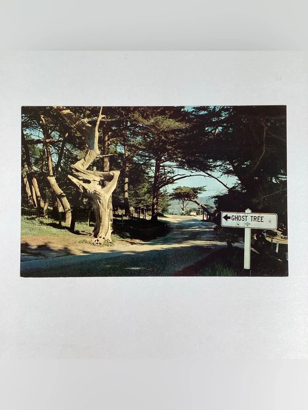 RPPC Monterey & Carmel Bay CA, Ghost Tree, Golf, Cypress, Lamplighters Postcard